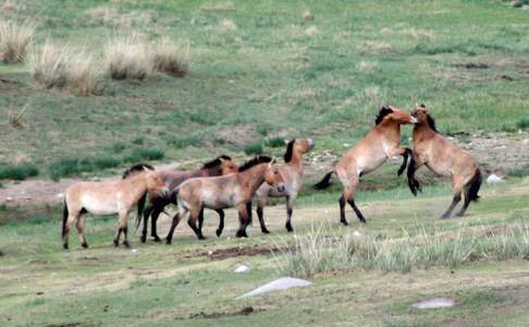 Na 50 jaar afwezigheid leven er weer wilde paarden in Mongolië
