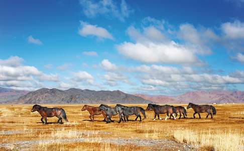 Afstammelingen van het Prezwalski paard: Mongoolse steppepaarden in Hustai