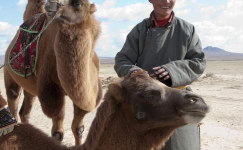 Al sinds de oudheid worden kamelen gebruikt als pakdieren