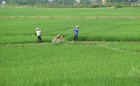 Vietnamezen aan het werk op het land