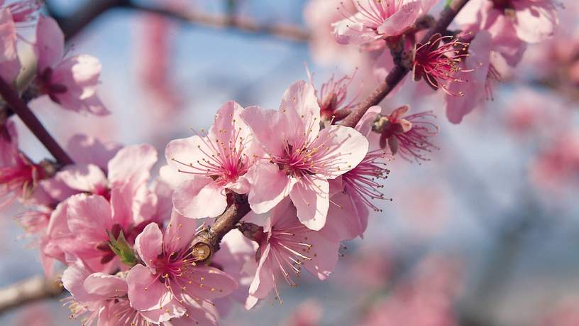 Op de heuvels bij de Arakawa rivier staan honderden kersenbomen in het voorjaar prachtig in bloei.