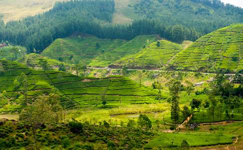 De groene theevelden van Nuwara Eliya