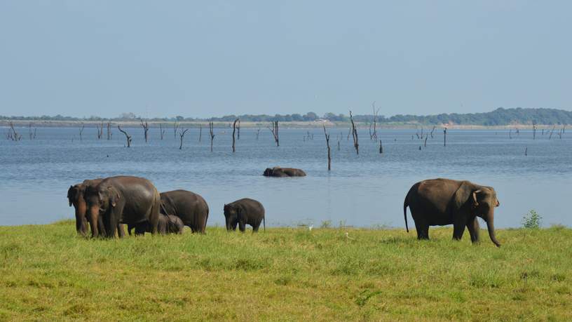 Olifanten spotten in het Kaudulla National Park