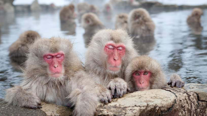 De apen houden zich graag warm door zich zalig onder te dompelen in het warme water.