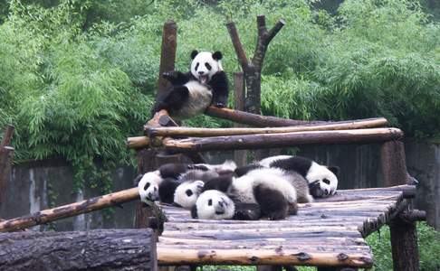 Chengdu, panda's
