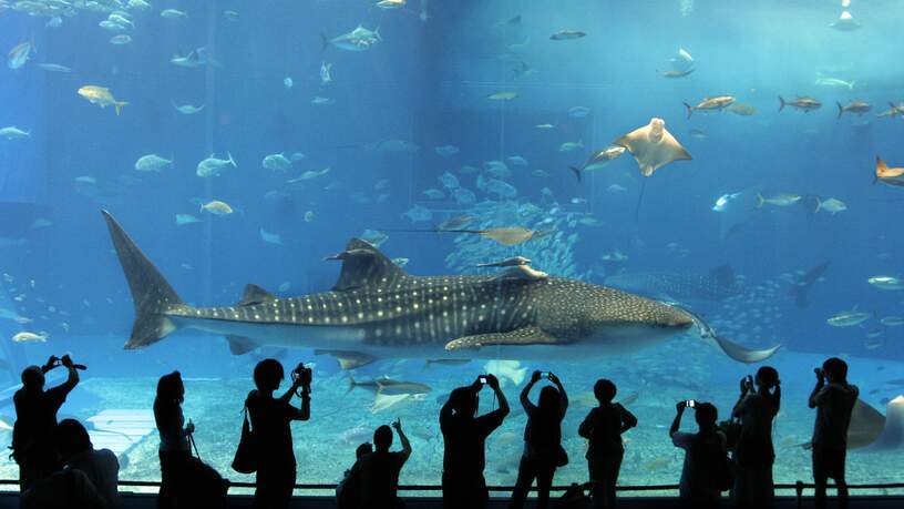 Het Okinawa Churaumi Aquarium