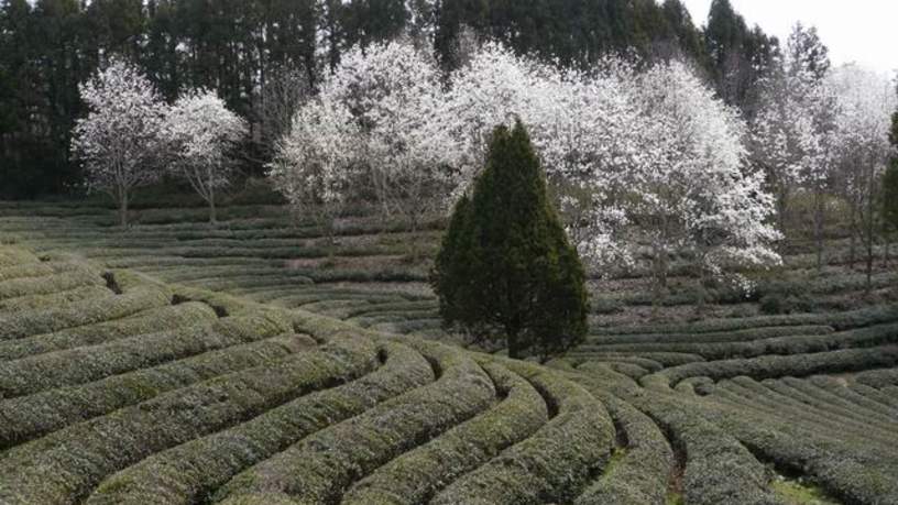 Boseong Theeplantages in de lente (maart)