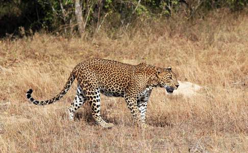 Een luipaard in Yala NP