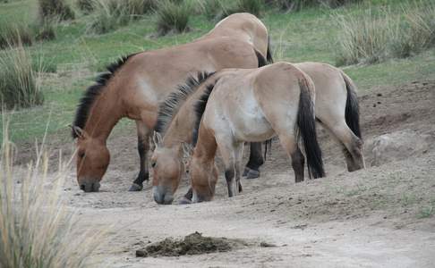 De Prezwlskipaarden waren bijna uitgestorven