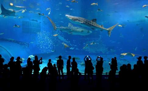 Het Okinawa Churaumi Aquarium