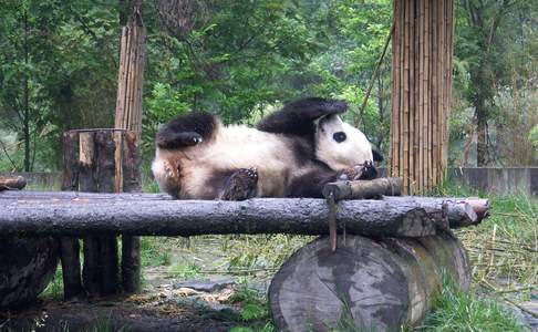 Chengdu, panda's