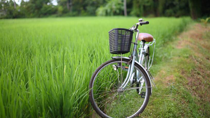 Op veel plaatsen in vietnam kunt u leuke fietstochtjes door en langs de rijstvelden maken