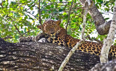 Een luipaard in Yala NP