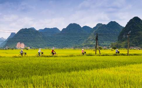 Fietsen door de rijstvelden bij Ninh Binh