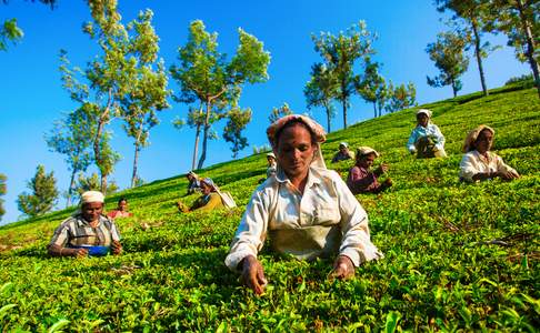 Theeplukkers bij Nuwara Eliya