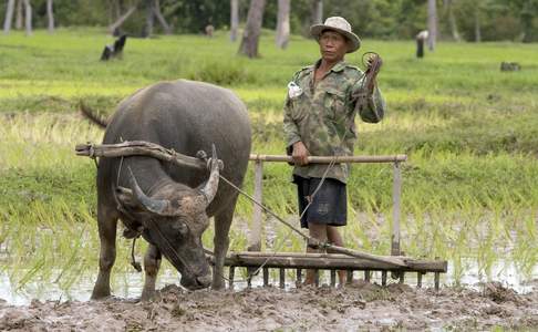 Onderweg in Cambodja ziet u de boeren op traditionele wijze het land bewerken