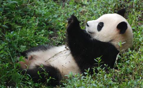 Chengdu, de reuzenpanda