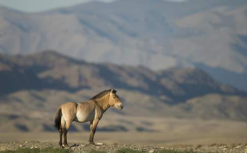 In Hustai National Park leeft een grote kudde Prezwalski paarden