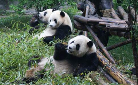 Chengdu, reuzenpanda