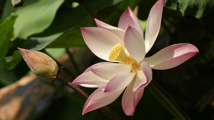 De heilige lotus is in Vietnam een nationaal symbool