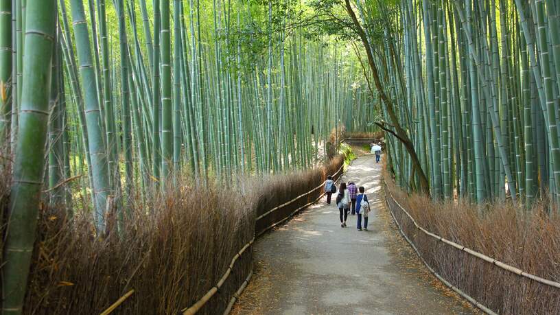 Het bamboebos bij Arashiyama
