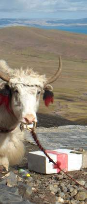 Tibet, yak op bergpas