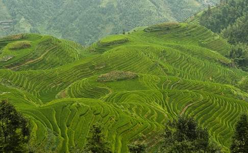 Longji, rijsterrassen