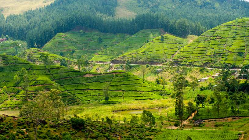Nuwara Eliya