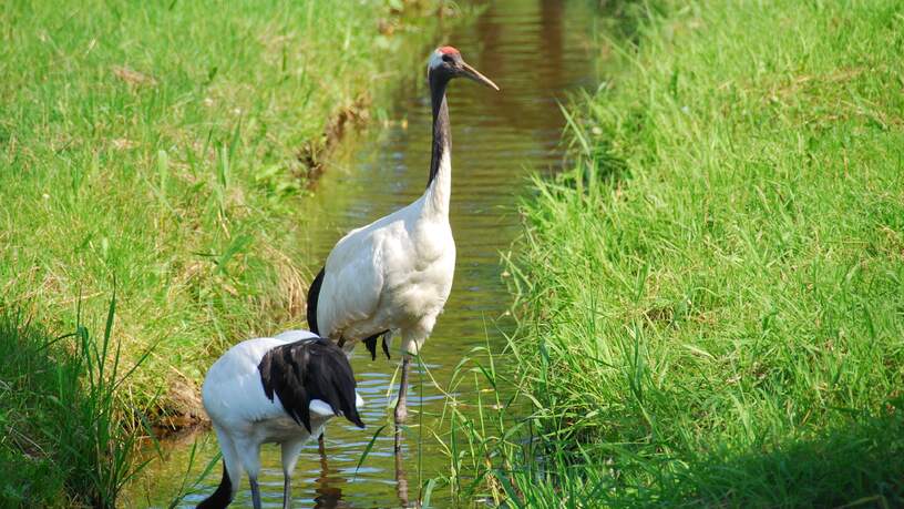 Kraanvogels op Hokkaido