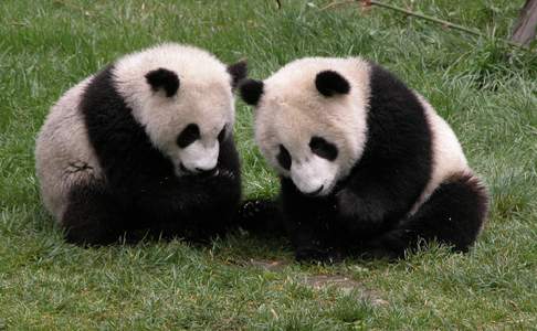 Chengdu, panda's