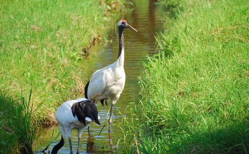 Kraanvogels op Hokkaido