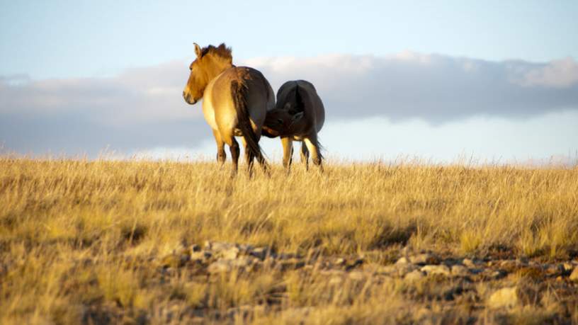 Paarden in het Hustai National Park, Mongolië
