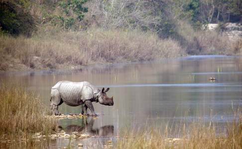 In het Chitwan NP kunt u deze bijzondere neushoorns spotten